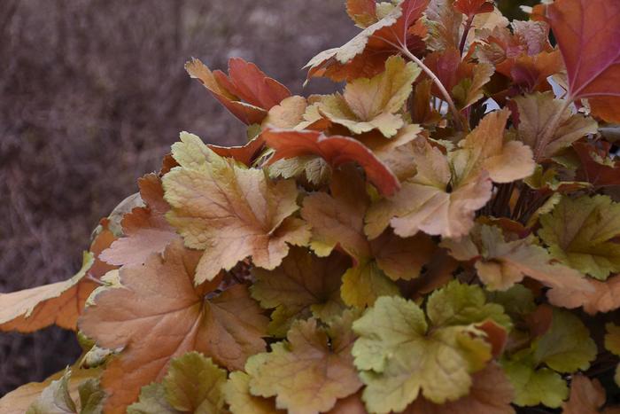 Dolce® 'Toffee Tart' - Heuchera (Coral Bells) from Delukes Gardencenter