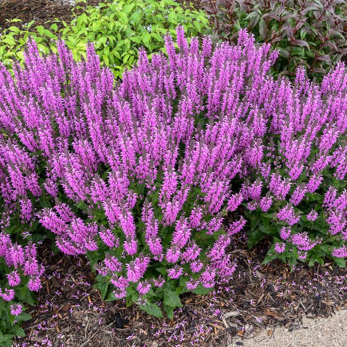 Color Spires® 'Back to the Fuchsia' - Salvia from Delukes Gardencenter