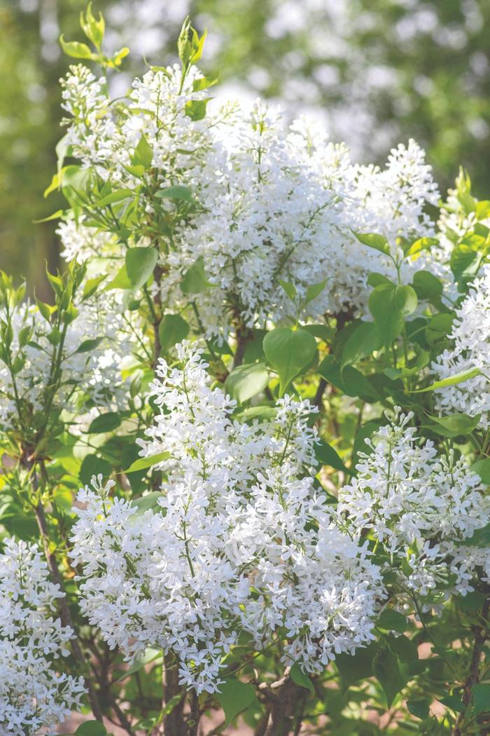New Age&trade; White Lilac - Syringa vulgaris from Delukes Gardencenter
