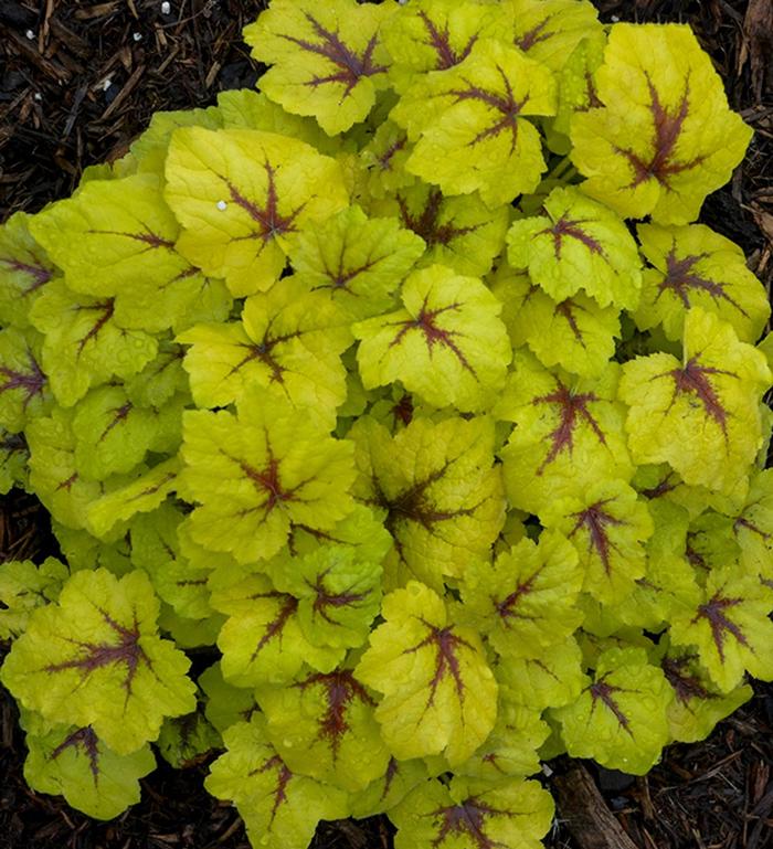 'Catching Fire' - Heucherella from Delukes Gardencenter