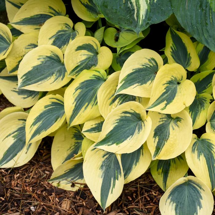Shadowland® 'Autumn Frost' - Hosta (Hosta, Plantain Lily) from Delukes Gardencenter