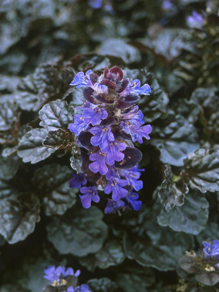 Walberton's® 'Black Scallop' - Ajuga reptans (Bugleweed) from Delukes Gardencenter