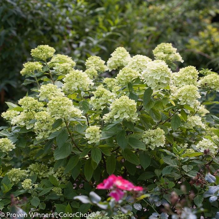 'Little Lime&reg;' Panicle Hydrangea - Hydrangea paniculata from Delukes Gardencenter