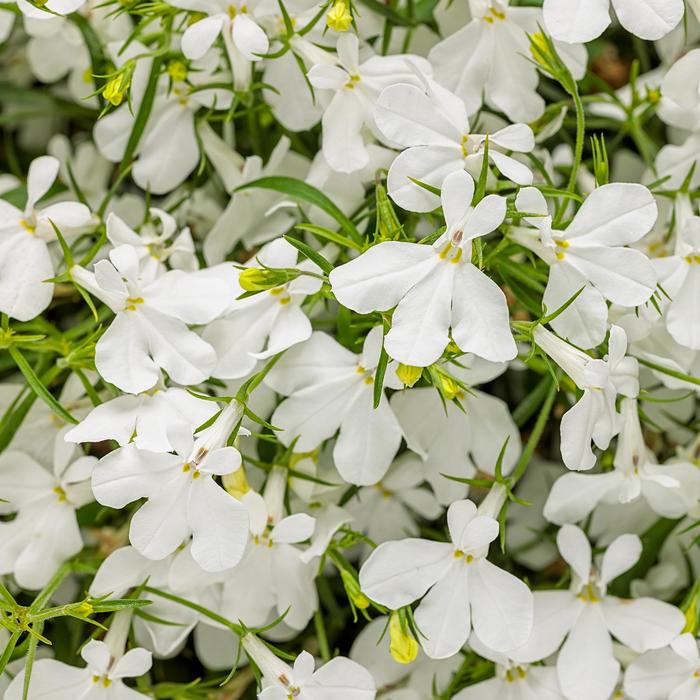 Laguna® 'Cloud White™' - Lobelia erinus from Delukes Gardencenter