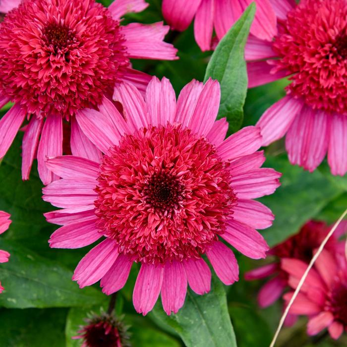 Double Coded™ 'Raspberry Beret' - Echinacea (Coneflower) from Delukes Gardencenter