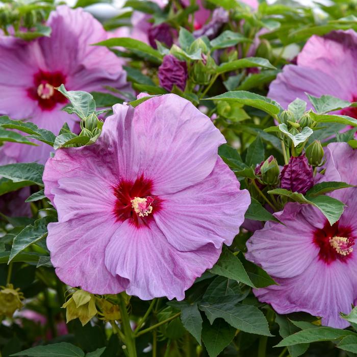 Summerific® 'Lilac Crush' - Hibiscus (Hardy Hibiscus) from Delukes Gardencenter