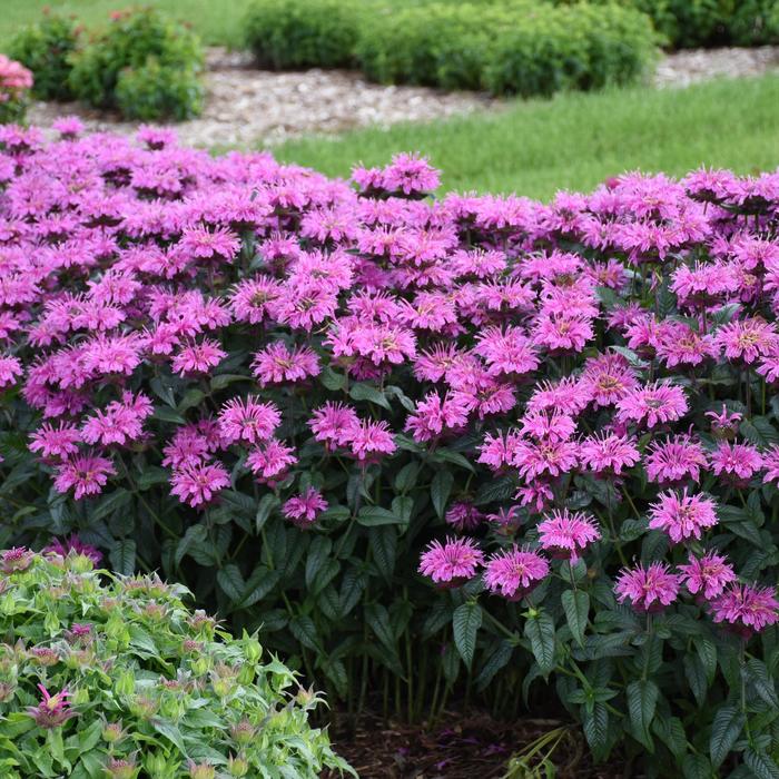 Upscale™ 'Lavender Taffeta' - Monarda didyma (Bee Balm) from Delukes Gardencenter