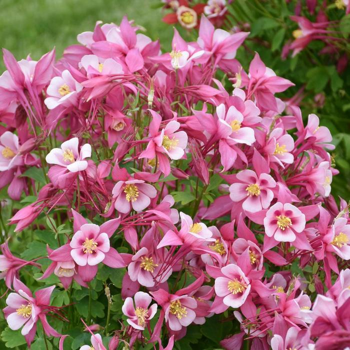 Kirigami™ 'Rose & Pink' - Aquilegia caerulea (Columbine) from Delukes Gardencenter