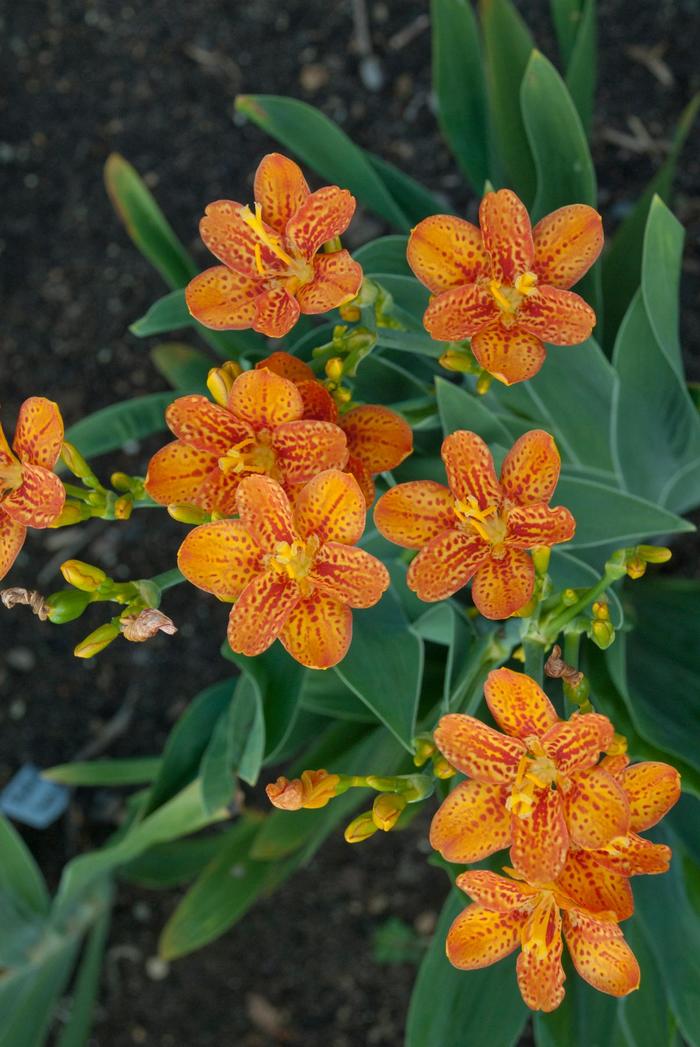 'Freckle Face' Blackberry Lily - Belamcanda chinensis from Delukes Gardencenter