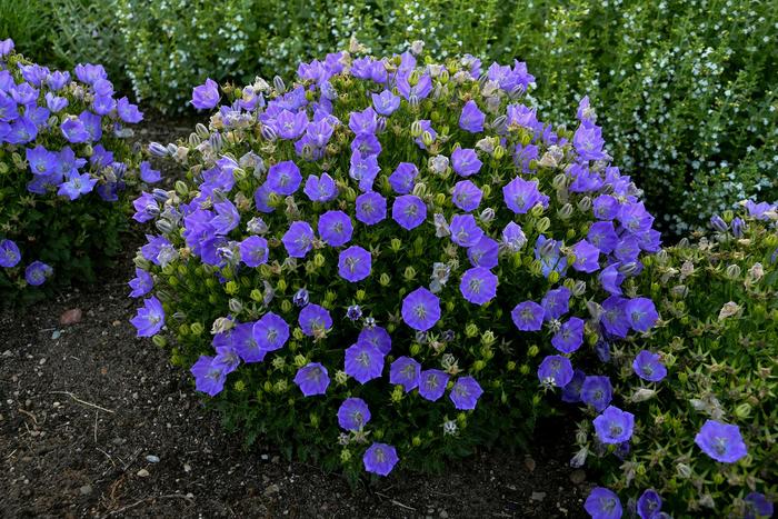 'Rapido Blue' Bellflower - Campanula carpatica from Delukes Gardencenter
