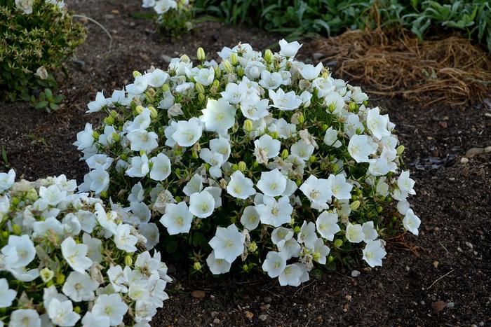 'Rapido White' Bellflower - Campanula carpatica from Delukes Gardencenter