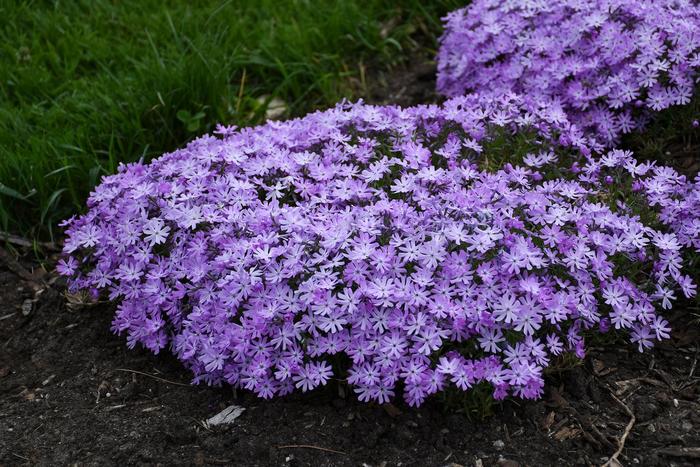 'Bedazzled Lavender' Creeping Phlox - Phlox digitalis from Delukes Gardencenter