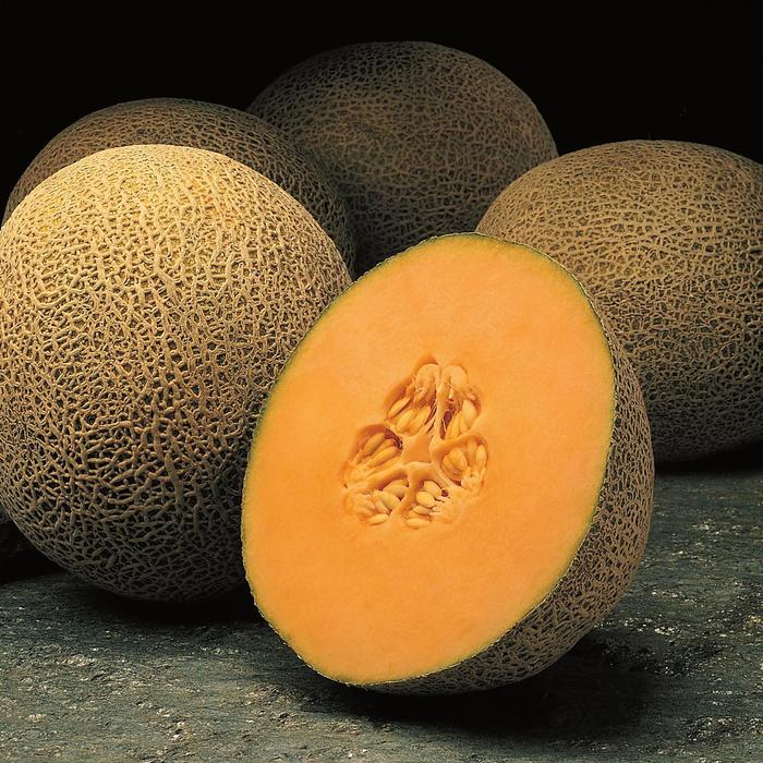 SUGAR CUBE HYBRID - CANTALOUPE from Delukes Gardencenter