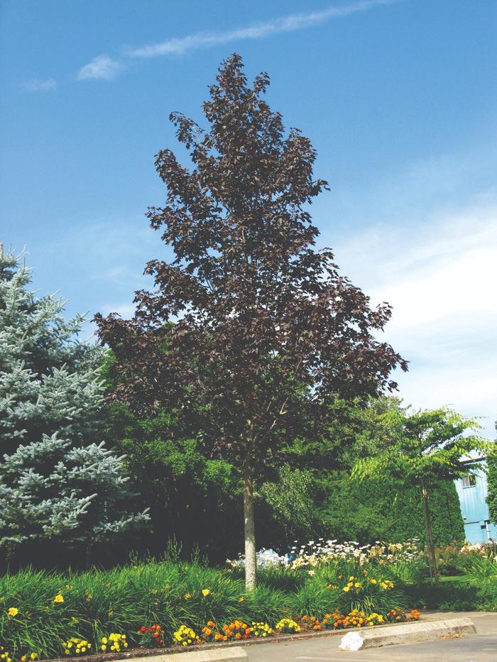 'Crimson Sunset&reg;' Maple - Acer truncatum x platanoides from Delukes Gardencenter