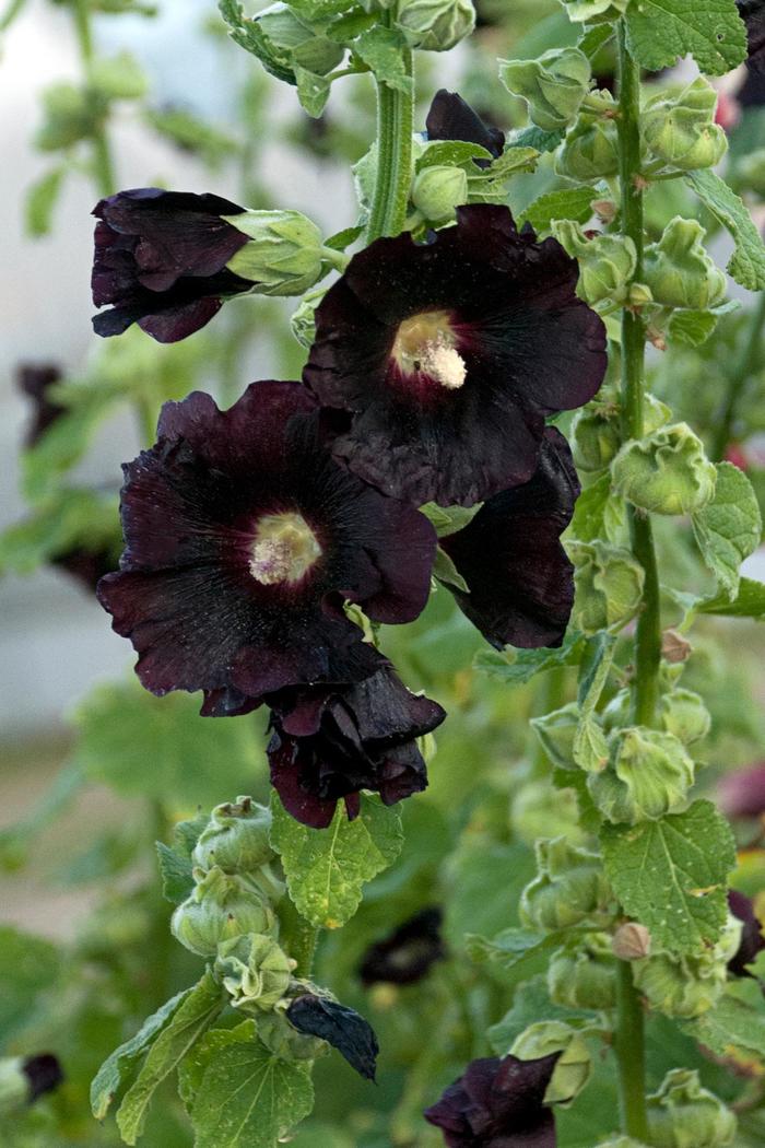 Spotlight™ 'Blacknight' - Alcea rosea (Hollyhock) from Delukes Gardencenter