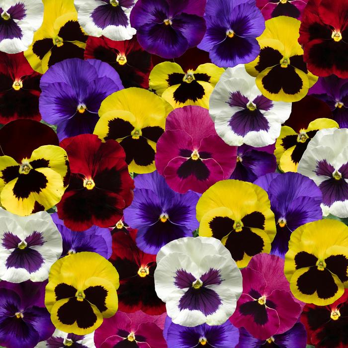 Delta™ Pro Blotch Mix - Viola x wittrockiana (Pansy) from Delukes Gardencenter