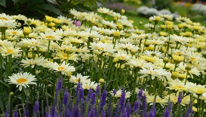 Amazing Daisies® 'Banana Cream II' - Leucanthemum x superbum (Shasta Daisy) from Delukes Gardencenter