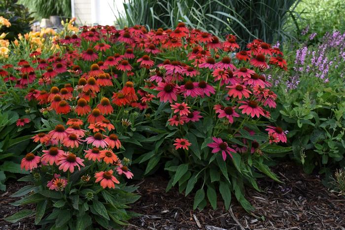 Summersong™ 'Firefinch™' - Echinacea (Coneflower) from Delukes Gardencenter