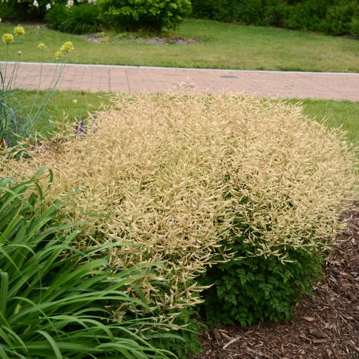 'Chantilly Lace' Goat's Beard - Aruncus from Delukes Gardencenter