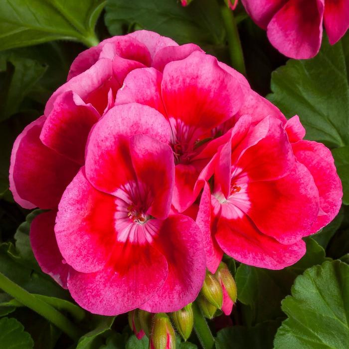 Calliope® Medium Rose Mega Splash Improved - Pelargonium (Interspecific Geranium) from Delukes Gardencenter