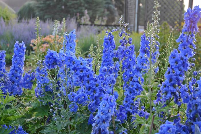 'Cobalt Dreams' Larkspur - Delphinium from Delukes Gardencenter