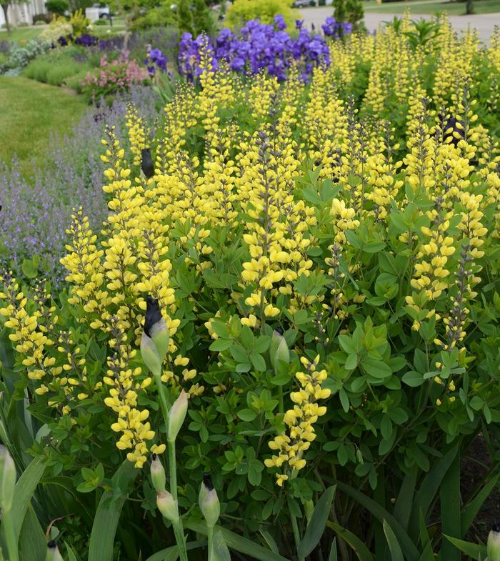 Decadence® 'Lemon Meringue' - Baptisia (False Indigo) from Delukes Gardencenter