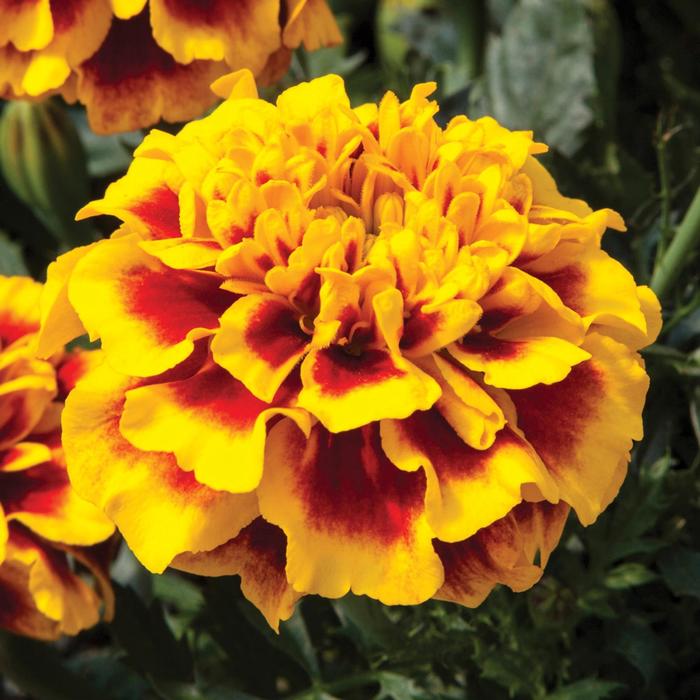 Cresta™ Bee - Tagetes patula nana (Marigold) from Delukes Gardencenter