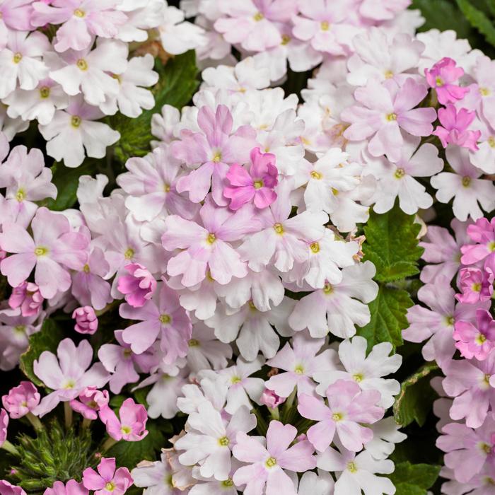 Superbena® Pink Cashmere™ - Verbena from Delukes Gardencenter