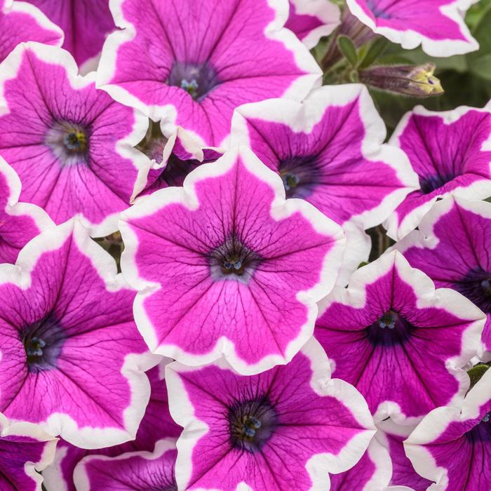 Supertunia® Hoopla™ Vivid Orchid - Petunia from Delukes Gardencenter