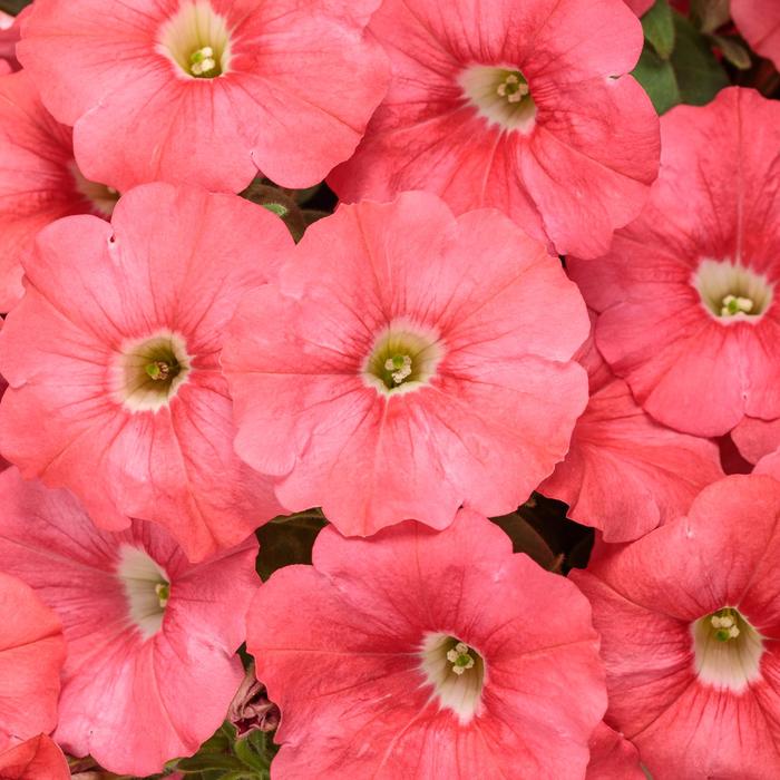 Supertunia® ''Bermuda Beach®'' - Petunia from Delukes Gardencenter