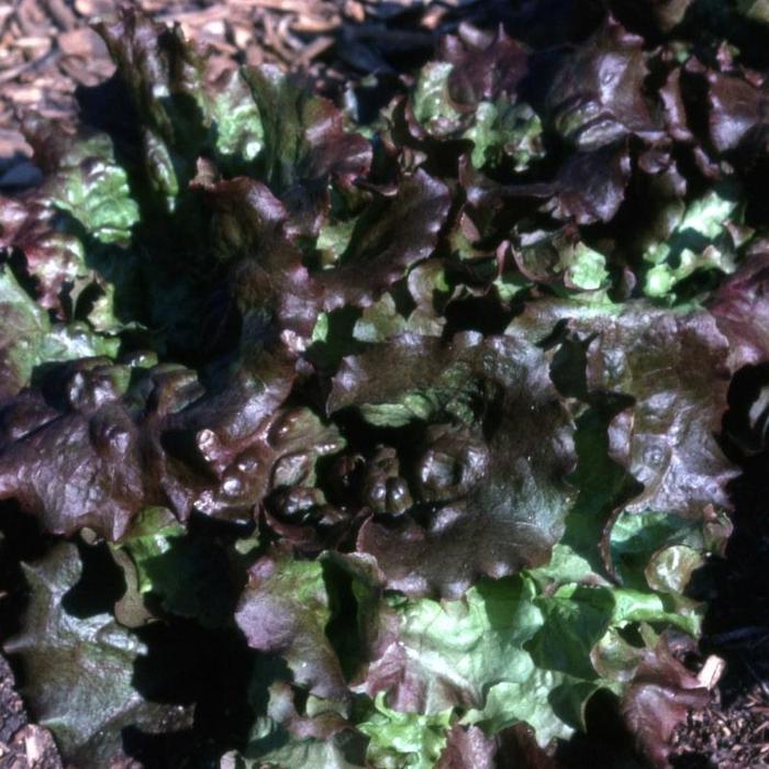 Lettuce - Red Sails from Delukes Gardencenter