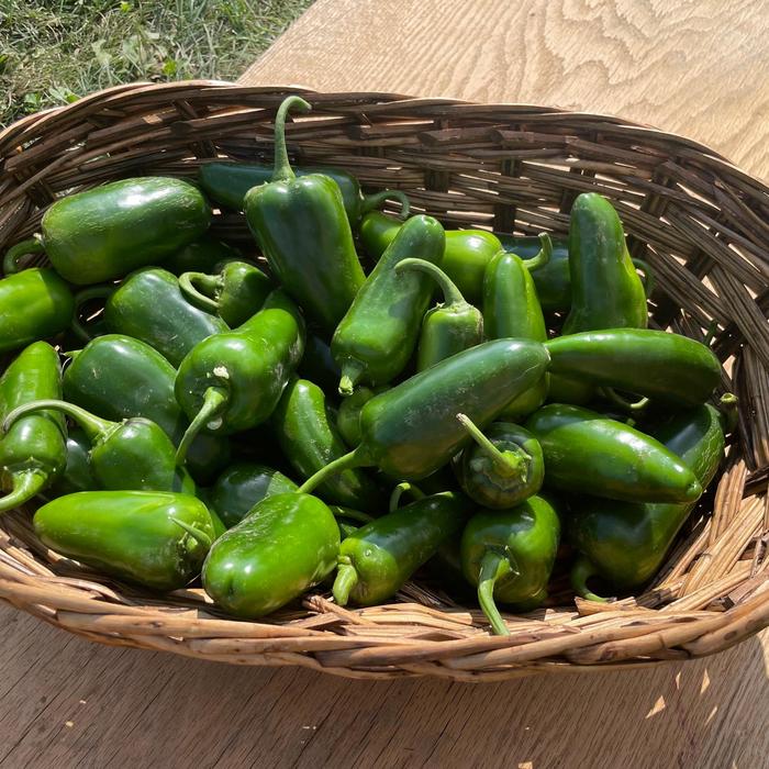 'San Joaquin' Jalapeno Pepper - Capsicum annuum from Delukes Gardencenter