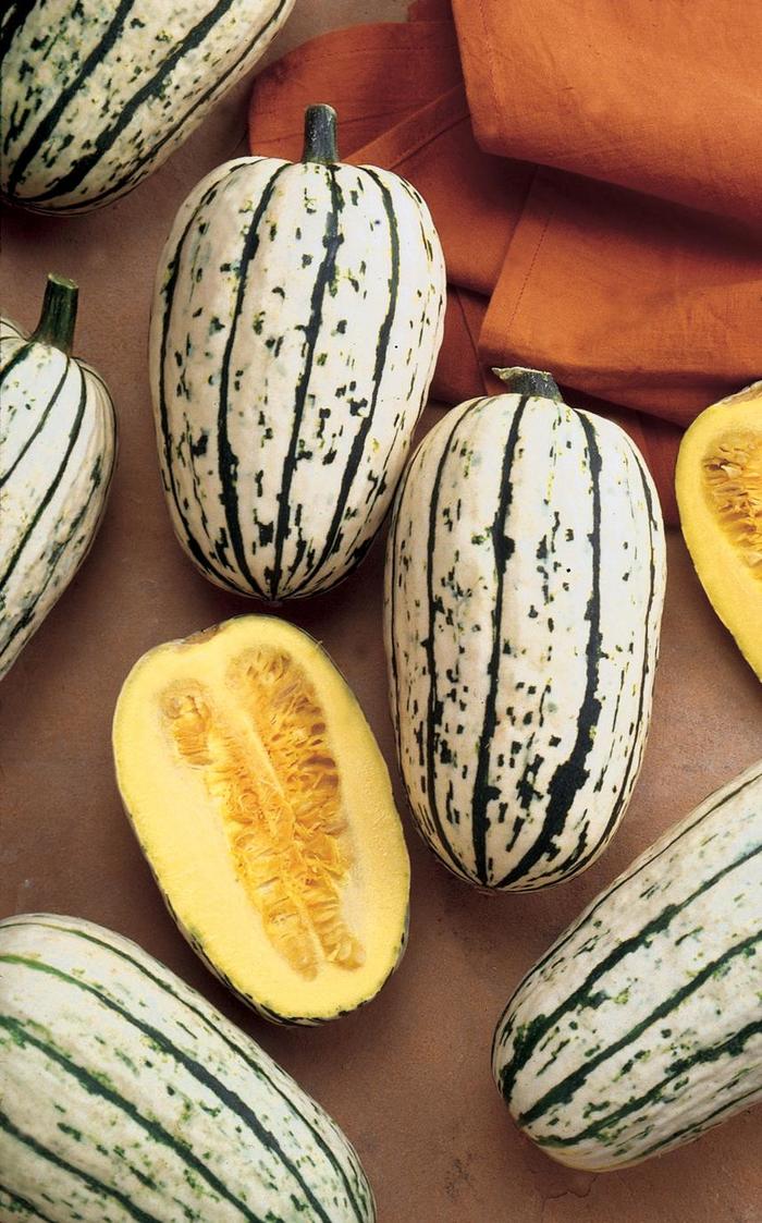 Delicata Squash - Winter Squash from Delukes Gardencenter