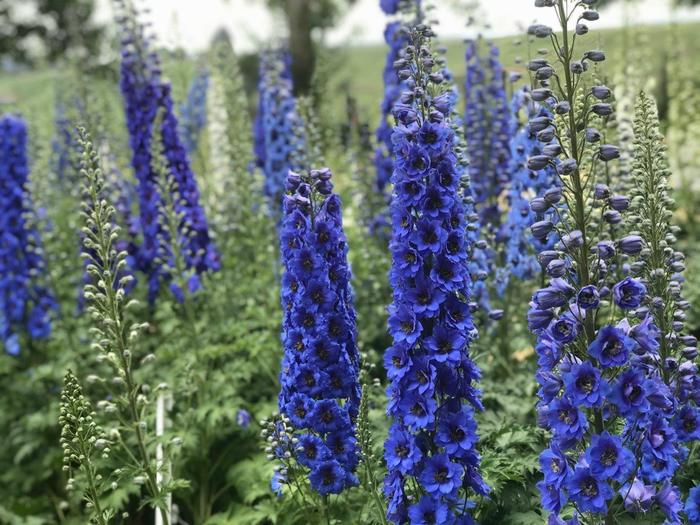 'Blue Buccaneers' New Zealand Delphinium - Delphinium from Delukes Gardencenter