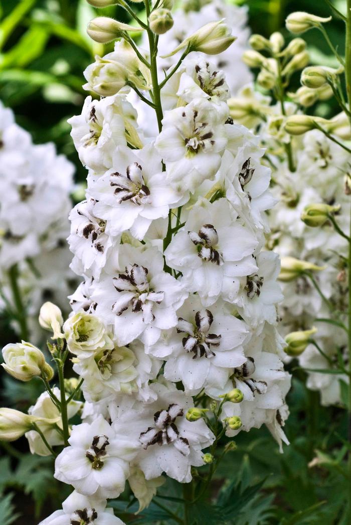 'Black Eyed Angels' New Zealand Delphinium - Delphinium from Delukes Gardencenter