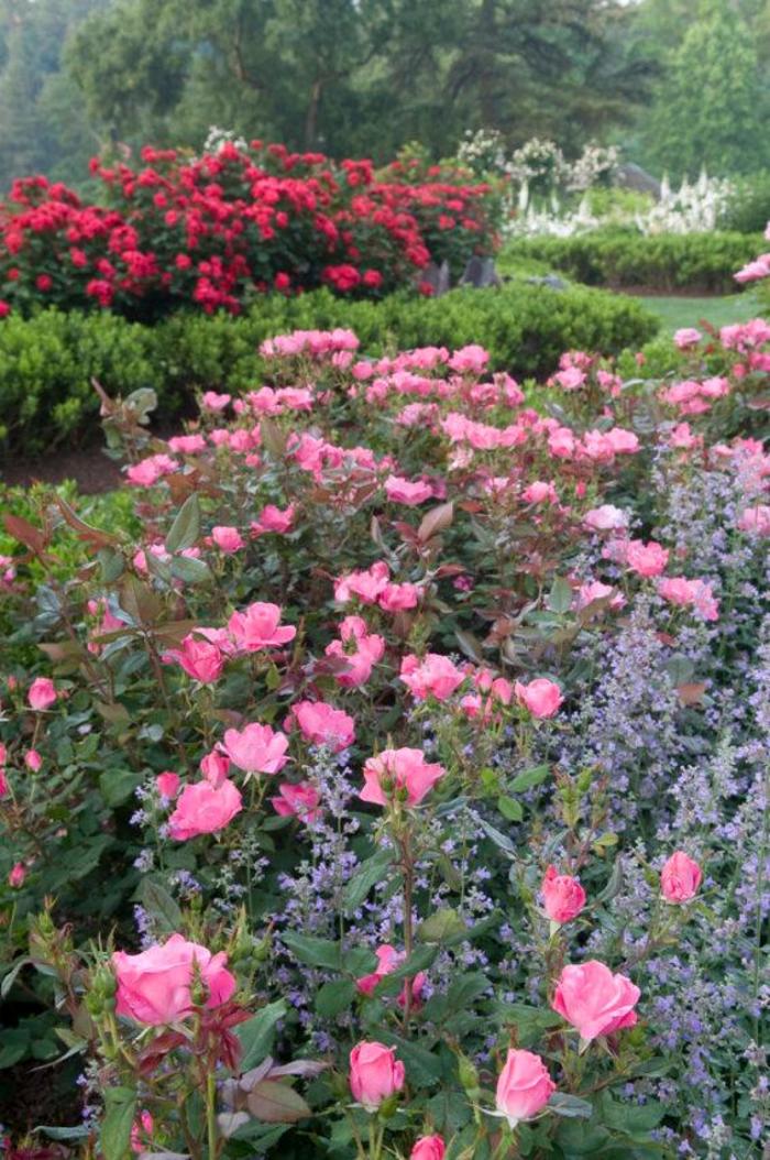 Knock Out&reg; Pink - Rosa (Shrub Rose) from Delukes Gardencenter