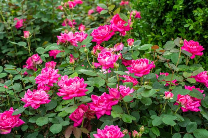 Knock Out&reg; Pink Double - Rosa (Shrub Rose) from Delukes Gardencenter