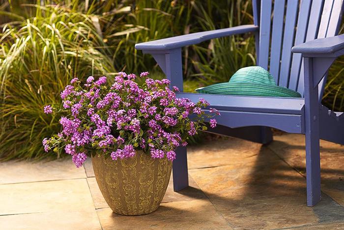 Bluebird - Nemesia fruticans from Delukes Gardencenter
