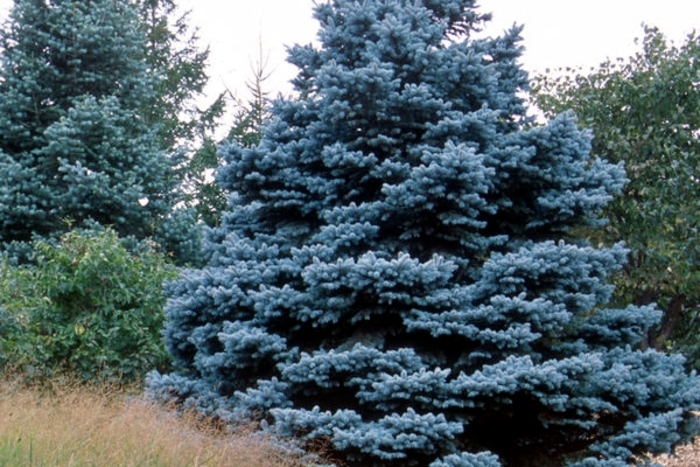 'Baby Blue' Colorado Blue Spruce - Picea pungens from Delukes Gardencenter