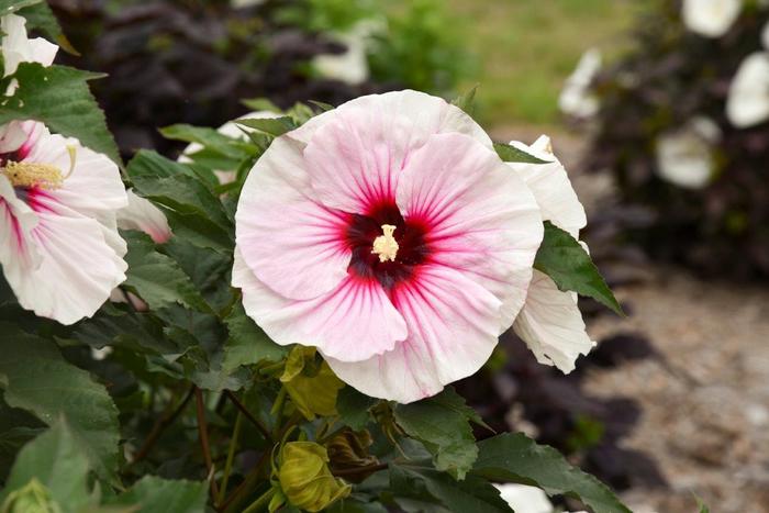 HIBISCUS - Hibiscus from Delukes Gardencenter