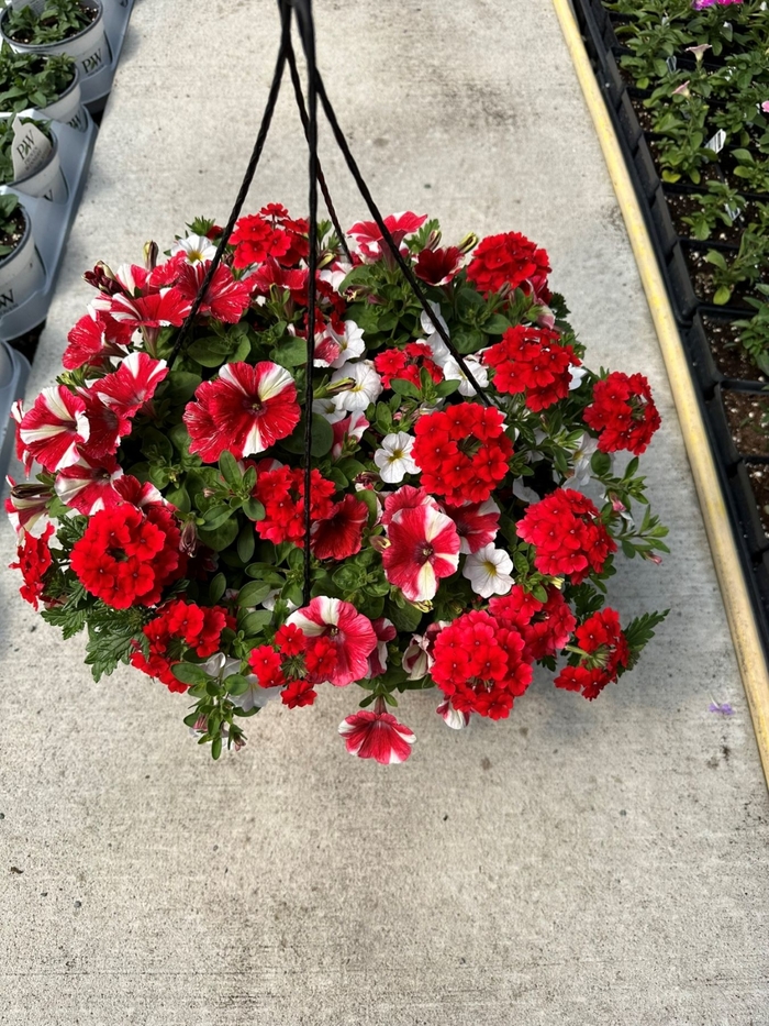 12 INCH COMBO POT - 12 INCH ANNUAL from Delukes Gardencenter