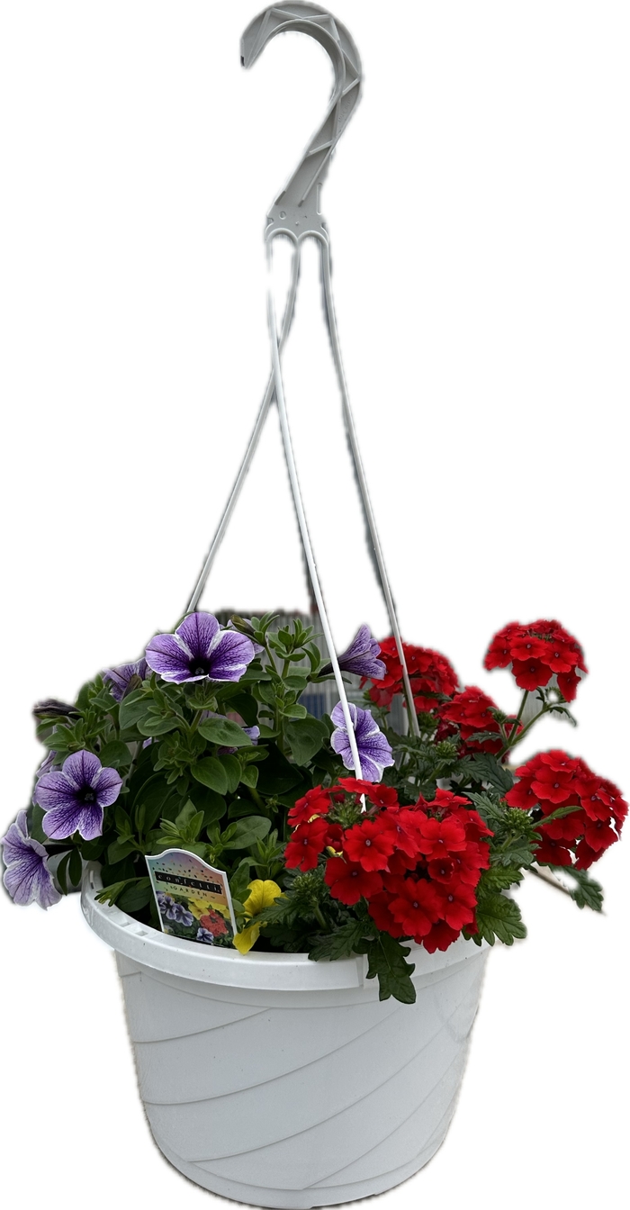 'Taste of Honey' - Hanging Basket from Delukes Gardencenter