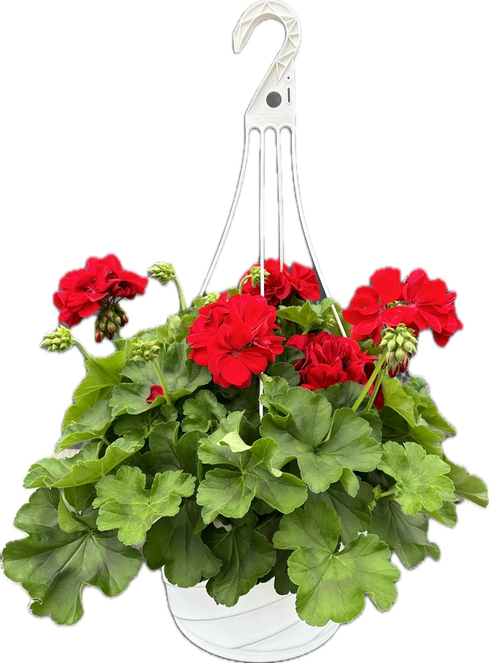 12 INCH BASKET - 4 STRAND HANGER from Delukes Gardencenter