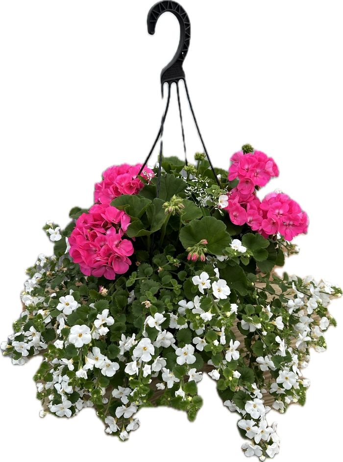13 INCH FIBER BASKET - 4 STRAND BROWN HANGER from Delukes Gardencenter