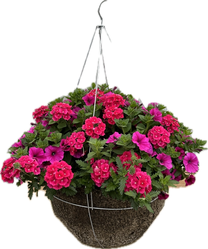16 INCH BASKET - 4 STRAND METAL HANGER from Delukes Gardencenter