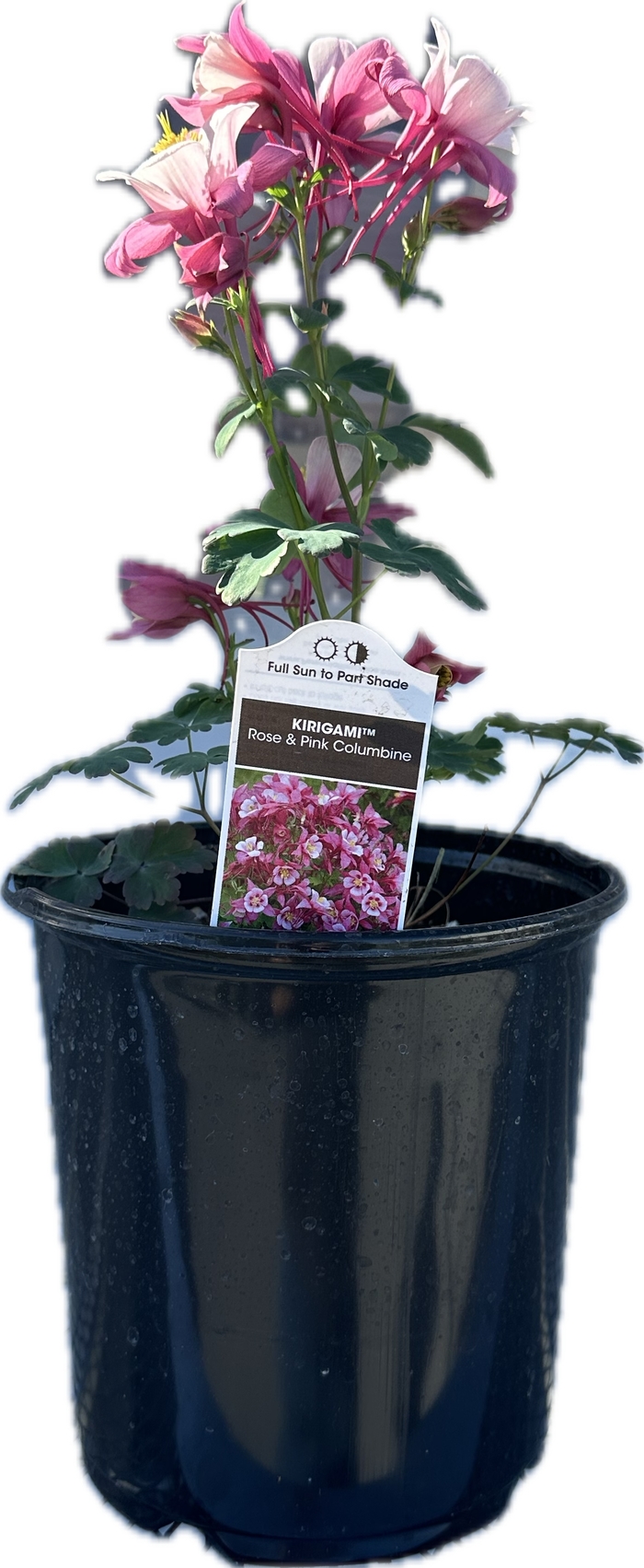 1 GAL PERENNIAL - PERENNIAL BLACK POT from Delukes Gardencenter