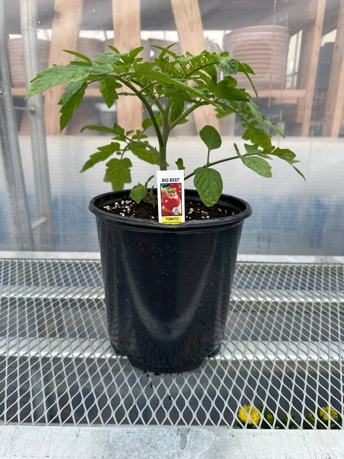 1 GAL TOMATO - from Delukes Gardencenter
