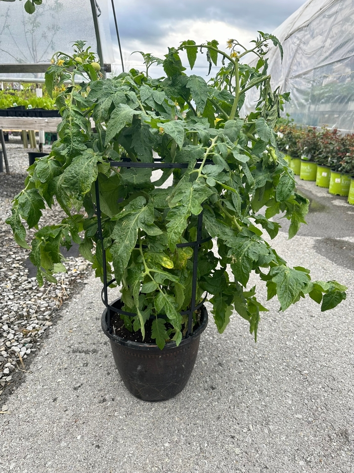 PATIO TOMATO - LARGE TOMATO WITH TRELLIS from Delukes Gardencenter