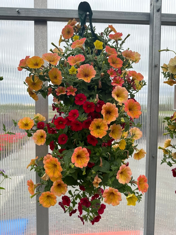 FLOWER POUCH - HANGING FLOWER POUCH from Delukes Gardencenter