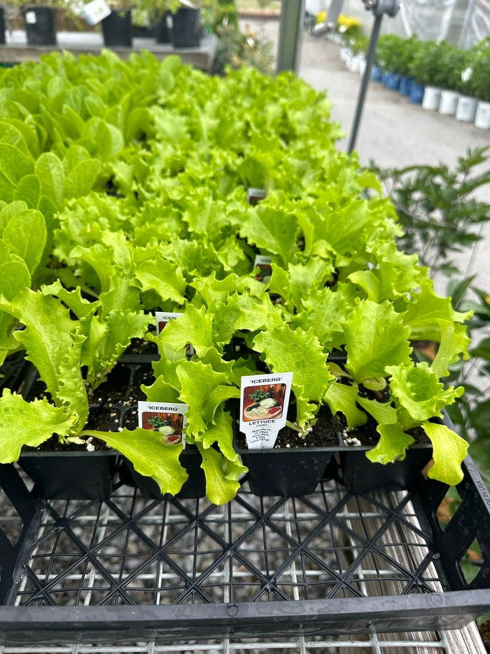 VEGETABLE PACKS - 4 Pack VEGGIE from Delukes Gardencenter